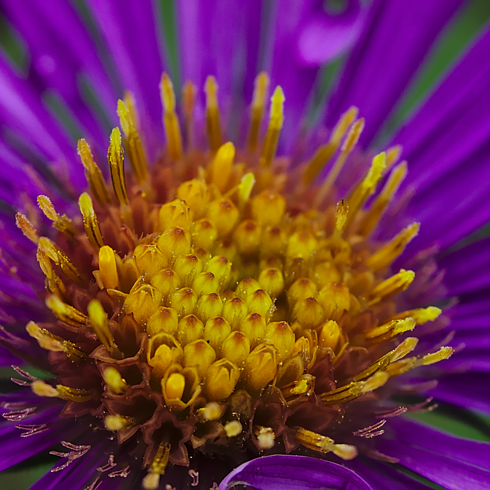 The bold yellow and purple flower calls to the local honey-bees.