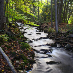 The Sydenham River glows as it flows through the woods beneath Inglis Falls.