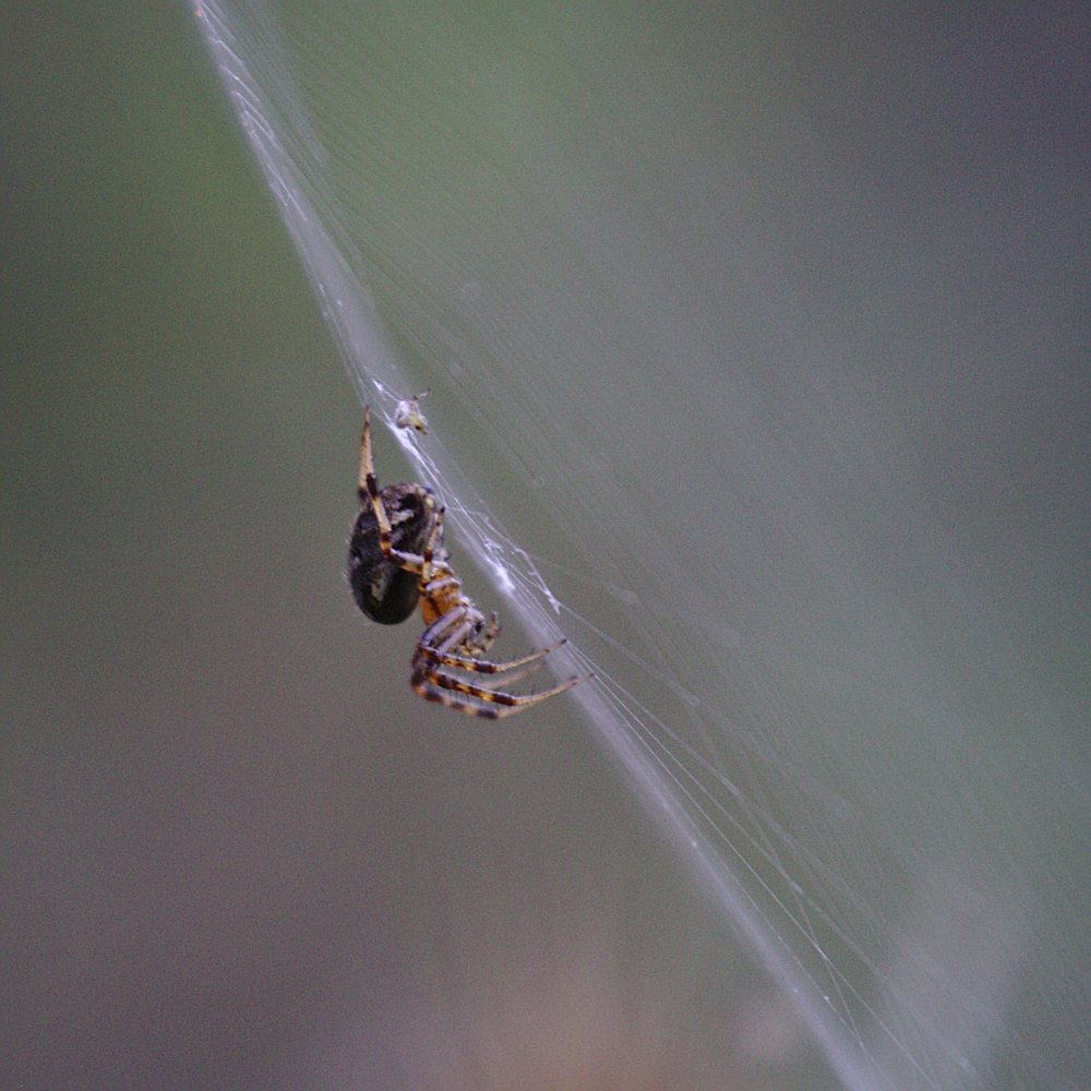 Hanging out, waiting for dinner to drop by.