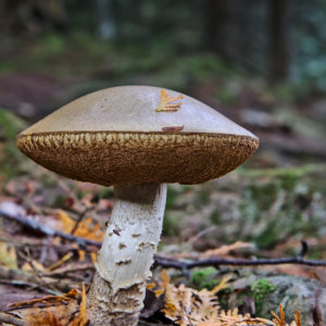 Just hangin' out in the forest.